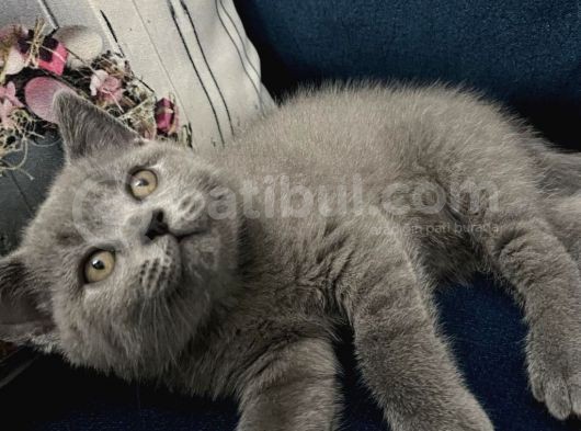 Tesli̇me Hazir Tüy Dökmeyen British Shorthair görsel