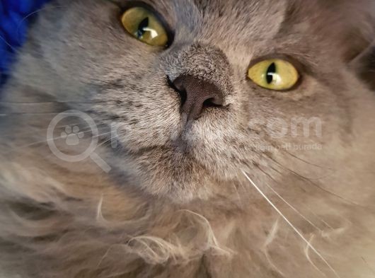 Eryaman Da 6 Aylık Longhair Çok Oyuncu Tatlı Acil görsel