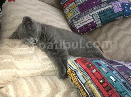 Tesli̇me Hazir Tüy Dökmeyen British Shorthair görsel
