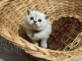 British Shorthair Erkek