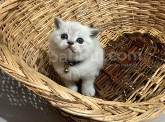 British Shorthair Erkek