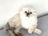 Scottish Fold Yavrular A++ Kalite