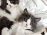 2 Aylık British Shorthair Yavrular