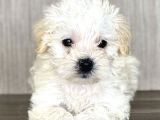 Maltipoo Mix Irk Sevimli Yavrular