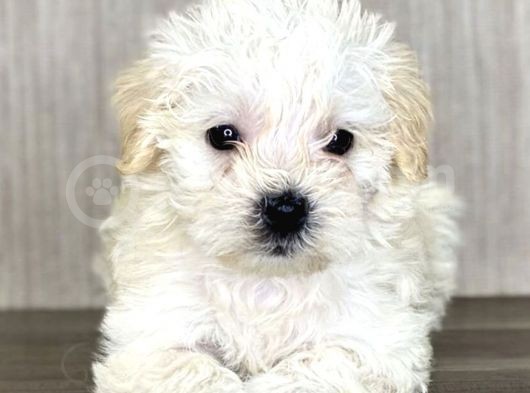 Maltipoo Mix Irk Sevimli Yavrular