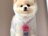 Safkan Pomeranian Boo Yavrularımız