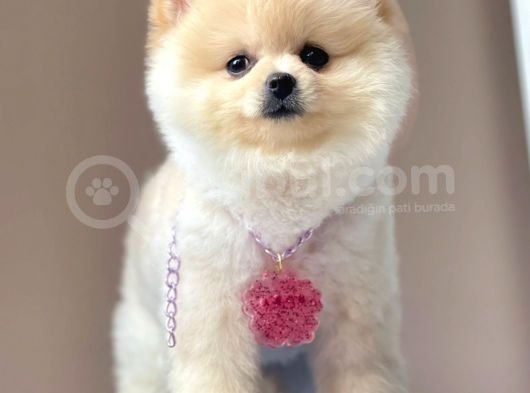 Safkan Pomeranian Boo Yavrularımız