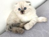 Scottish Fold Yavrular A++ Kalite