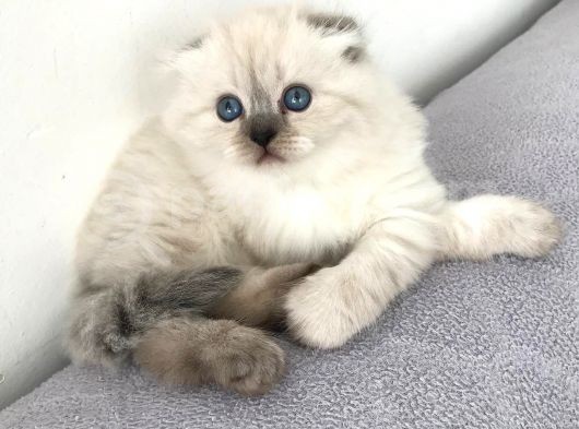 Scottish Fold Yavrular A++ Kalite görsel