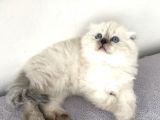 Scottish Fold Yavrular A++ Kalite