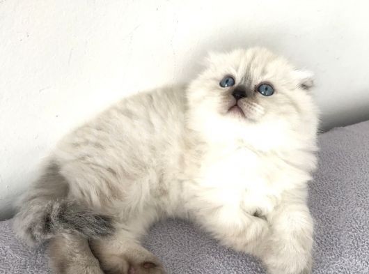 Scottish Fold Yavrular A++ Kalite görsel