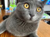 Baba British Sorthair Anne Russian Blue