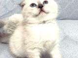 Scottish Fold Yavrular A++ Kalite