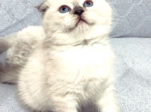 Scottish Fold Yavrular A++ Kalite görsel