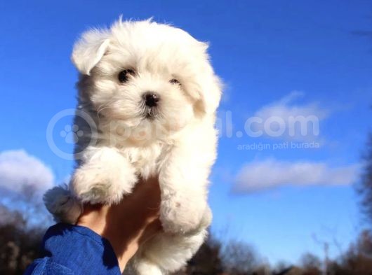 Sıfır Numara Maltese Mini Boy Yavrular 