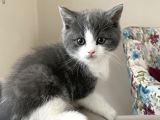 2 Aylık British Shorthair Yavrular