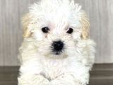 Maltipoo Mix Irk Sevimli Yavrular