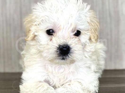 Maltipoo Mix Irk Sevimli Yavrular görsel