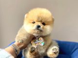 Safkan Pomeranian Boo Yavrularımız