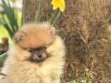 Saf Pomeranian Dişi 2,5 Aylık Ayı Sürat
