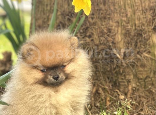 Saf Pomeranian Dişi 2,5 Aylık Ayı Sürat