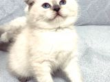 Scottish Fold Yavrular A++ Kalite