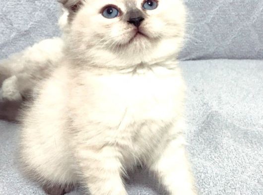Scottish Fold Yavrular A++ Kalite