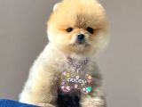 Safkan Pomeranian Boo Yavrularımız