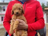 Red Toy Poodle Yavrumuz