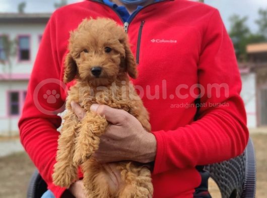 Red Toy Poodle Yavrumuz görsel