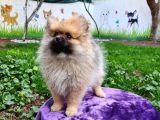 Orji̇nal Di̇şi̇ Pomerani̇an Boo Yavrumuz