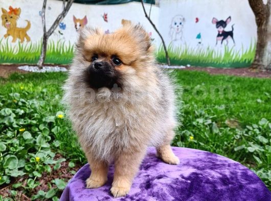 Orji̇nal Di̇şi̇ Pomerani̇an Boo Yavrumuz görsel