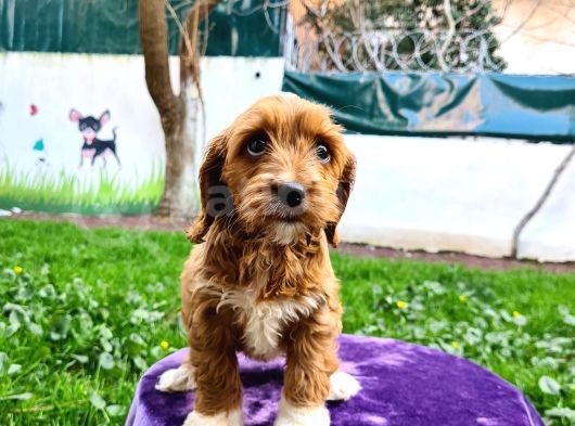 Türki̇ye'De İlk Toy Doodle Yavrusu görsel