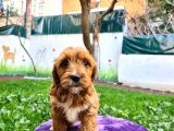 Türki̇ye'de İlk Toy Doodle Yavrusu