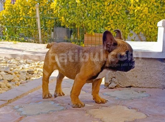 French Bulldog 4 Aylık Yavru görsel