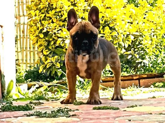 French Bulldog 4 Aylık Yavru görsel
