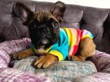 French Bulldog 4 Aylık Yavru