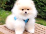 Teddy Face Pomeranian Boo Yavrularımız  