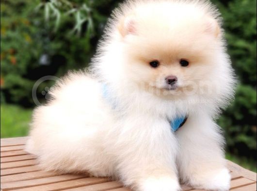 Teddy Face Pomeranian Boo Yavrularımız   görsel