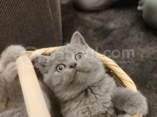 British Shorthair Safkan Yavrular görsel
