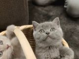 British Shorthair Safkan Yavrular
