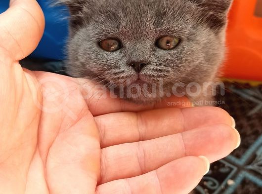Yavrularımız Yeni Yuvasını Arıyor görsel
