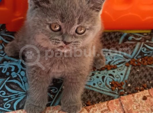Yavrularımız Yeni Yuvasını Arıyor görsel