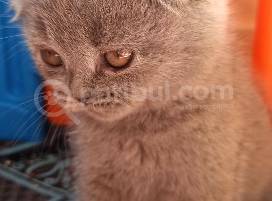 Yavrularımız Yeni Yuvasını Arıyor görsel