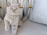 Scotti̇sh Fold & Bri̇ti̇sh Shorthai̇r Yavrular
