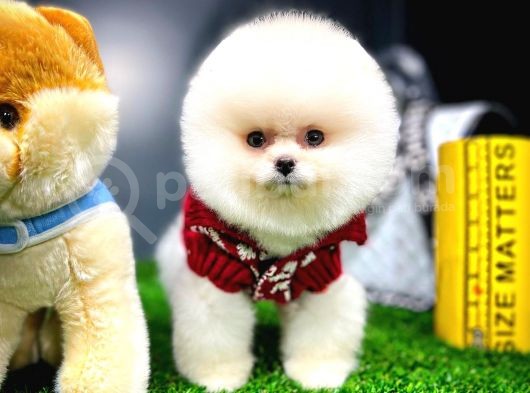 Ayı Surat Pomeranian Boo Yavrularımız görsel