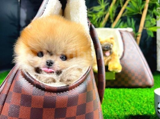 Irk Ve Sağlık Garantili Pomeranian Boo Yavrularımız