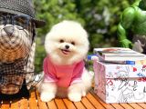 Ayı Surat Pomeranian Boo Yavrularımız