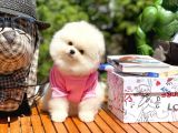 Ayı Surat Pomeranian Boo Yavrularımız