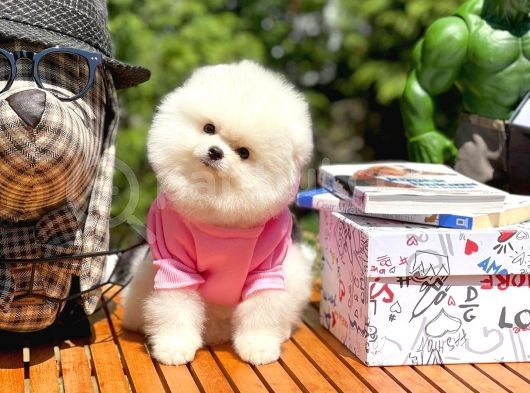 Ayı Surat Pomeranian Boo Yavrularımız görsel